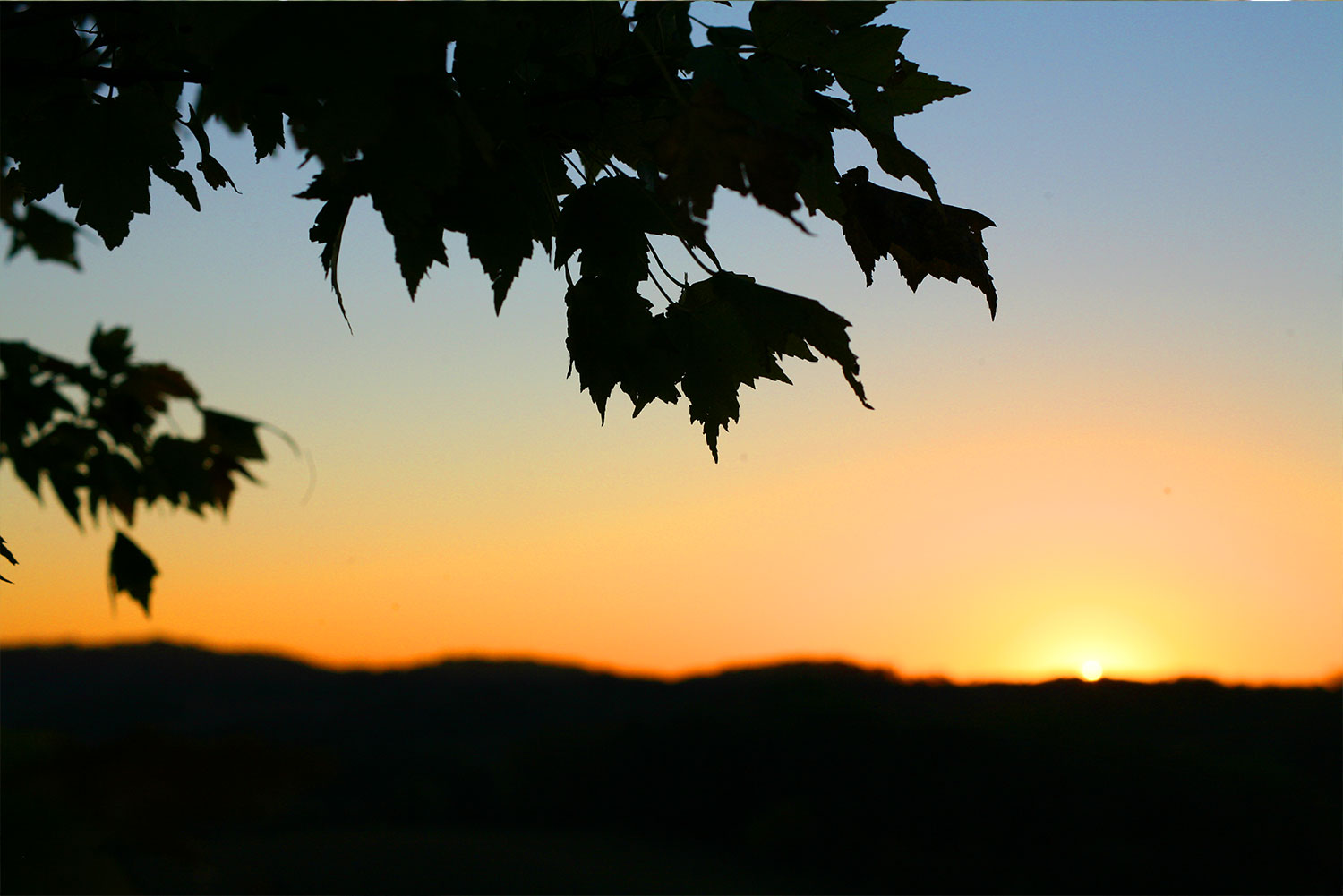 Orange sunset behind leaves over the mountains